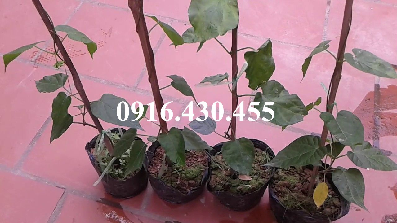 Cây giống hoa thiên lý